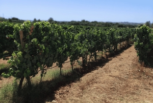 Из Албуфейры: тур с дегустацией вин на целый день с гидом