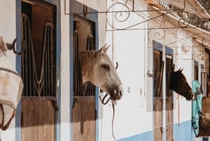 From Albufeira: Half-Day Hidden Gems & Horse Riding Tour