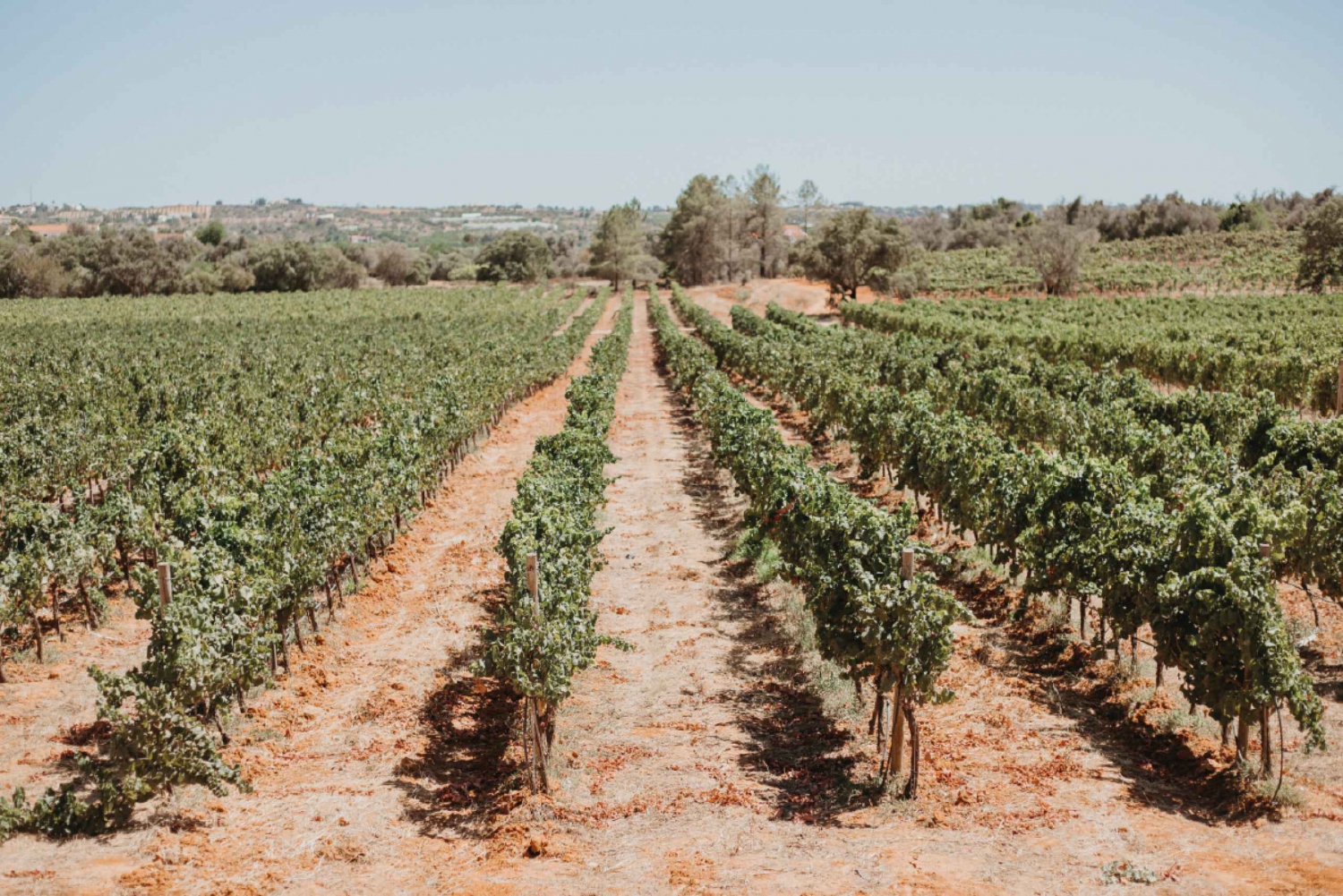 From Albufeira: Half-Day Winery Tour, Tapas, & Silves Tour