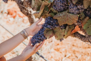 From Albufeira: Half-Day Winery Tour, Tapas, & Silves Tour