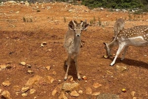 Albufeira Safari with entrance in Krazy World & Bone Chapel