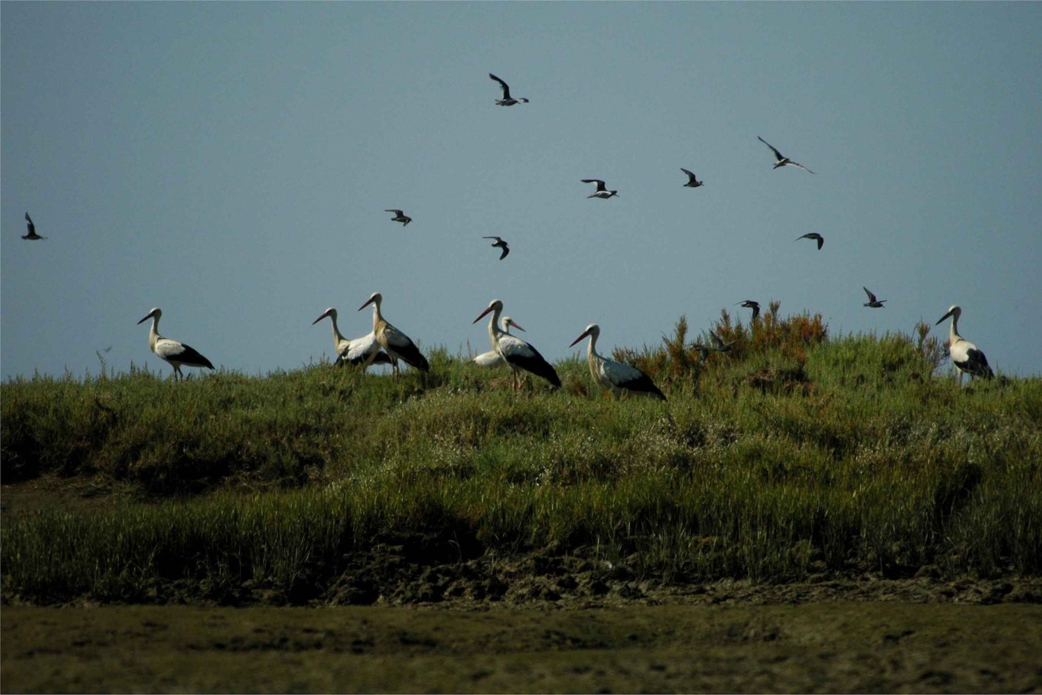 From Faro: 2-Hour Guided Bird Watching Boat Trip