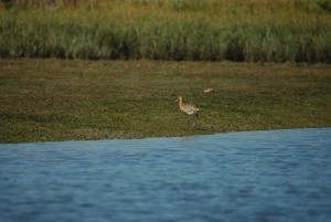 From Faro: 2-Hour Guided Bird Watching Boat Trip