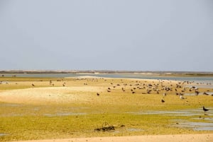 From Faro: 2-Hour Guided Bird Watching Boat Trip