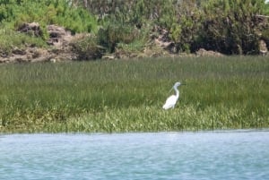 De Faro: Passeio de barco guiado de 2 horas para observação de aves