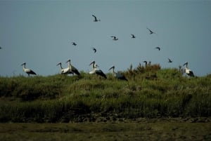 From Faro: 2-Hour Guided Bird Watching Boat Trip