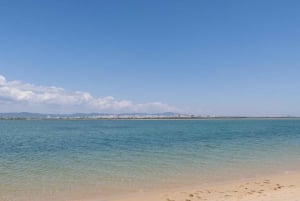 From Faro: 2-Hour Guided Bird Watching Boat Trip