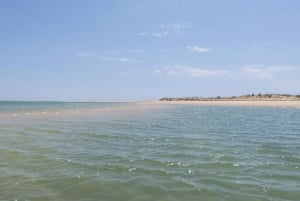 De Faro: Passeio de barco guiado de 2 horas para observação de aves