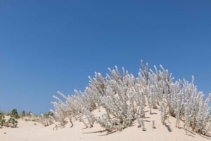 From Faro: 2-Hour Guided Bird Watching Boat Trip