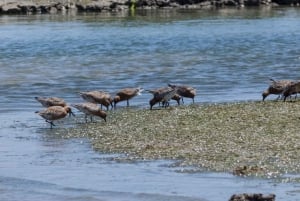 From Faro: 2-Hour Guided Bird Watching Boat Trip