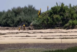 De Faro: Passeio de barco guiado de 2 horas para observação de aves