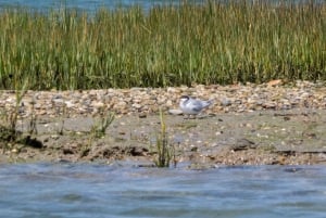 From Faro: 2-Hour Guided Bird Watching Boat Trip