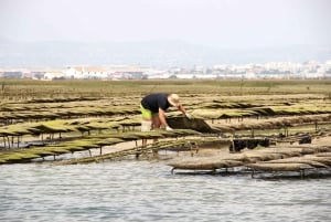 De Faro: Passeio de barco guiado de 2 horas para observação de aves