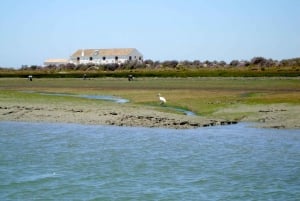 De Faro: Passeio de barco guiado de 2 horas para observação de aves