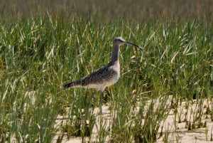 From Faro: 2-Hour Guided Bird Watching Boat Trip