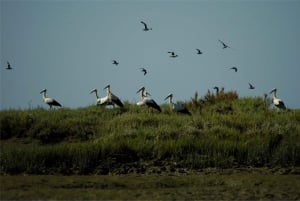 From Faro: 2-Hour Guided Bird Watching Boat Trip