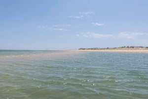 From Faro: 2-Hour Guided Bird Watching Boat Trip