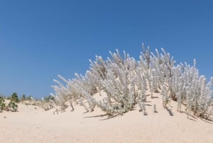 From Faro: 2-Hour Guided Bird Watching Boat Trip