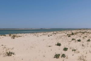 From Faro: 2-Hour Guided Bird Watching Boat Trip