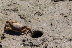 From Faro: 2-Hour Guided Bird Watching Boat Trip