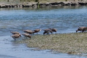 From Faro: 2-Hour Guided Bird Watching Boat Trip