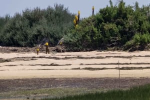 From Faro: 2-Hour Guided Bird Watching Boat Trip