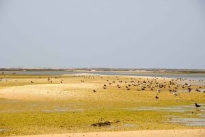 From Faro: 2-Hour Guided Bird Watching Boat Trip