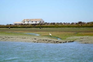 From Faro: 2-Hour Guided Bird Watching Boat Trip