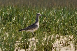 From Faro: 2-Hour Guided Bird Watching Boat Trip
