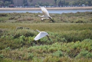 From Faro: 2-Hour Guided Bird Watching Boat Trip