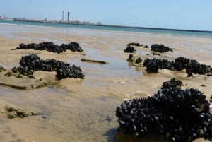 Au départ de Faro : Circuit en catamaran sur 2 îles et 2 arrêts à la Ria Formosa