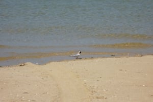 Au départ de Faro : Circuit en catamaran sur 2 îles et 2 arrêts à la Ria Formosa