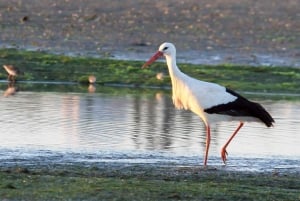 Au départ de Faro : Circuit en catamaran sur 2 îles et 2 arrêts à la Ria Formosa