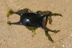 From Faro: 2-Island, 2-Stop Ria Formosa Catamaran Tour