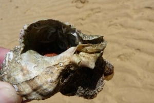 From Faro: 2-Island, 2-Stop Ria Formosa Catamaran Tour