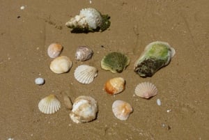 From Faro: 2-Island, 2-Stop Ria Formosa Catamaran Tour