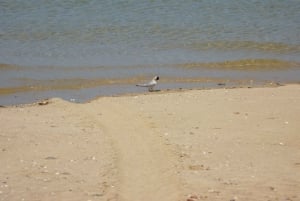 From Faro: 2-Island, 2-Stop Ria Formosa Catamaran Tour