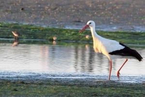 From Faro: 2-Island, 2-Stop Ria Formosa Catamaran Tour