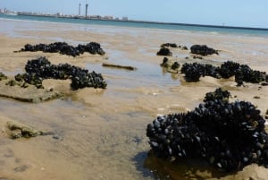 Da Faro: tour in catamarano di 4 tappe e 3 isole di Ria Formosa