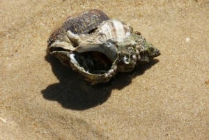 Da Faro: tour in catamarano di 4 tappe e 3 isole di Ria Formosa