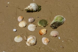 Da Faro: tour in catamarano di 4 tappe e 3 isole di Ria Formosa