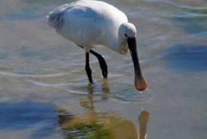 Da Faro: tour in catamarano di 4 tappe e 3 isole di Ria Formosa