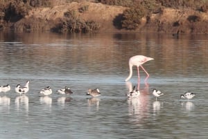 Da Faro: tour in catamarano di 4 tappe e 3 isole di Ria Formosa
