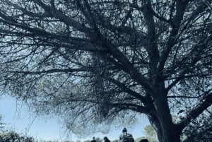 From Faro: Benagil, Algar Seco, and Marinha Adventure Tour