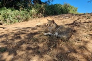 Från Faro: Vandra till Benagils klippor och upplev fyra skatter