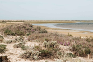 Ab Faro: Katamaranfahrt zur Ilha Deserta mit Zwischenstopp