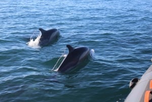 From Faro: Dolphin Watching & 2 Islands Tour