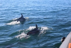 From Faro: Dolphin Watching & 2 Islands Tour