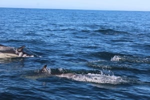 From Faro: Dolphin Watching & 2 Islands Tour