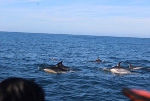 From Faro: Dolphin Watching & 2 Islands Tour